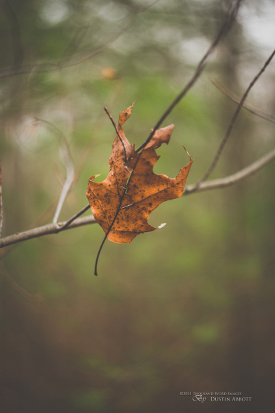 Autumn-78