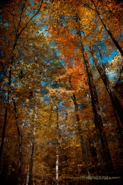 Nature's Canvas