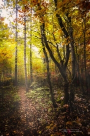 Autumn-82