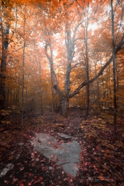 Autumn-83