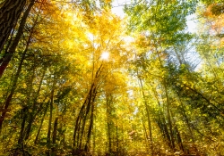 Into the Light