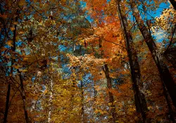 Nature's Canvas