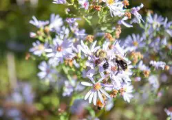 17-Bees-2