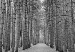 33-Landscapes-2 33-Landscapes-2