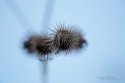 Extender Shots-5