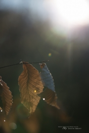 Flare-2