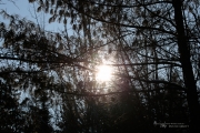 Flare