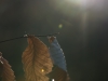 Flare-2