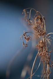 Canon EF 100-400mm f/4.5-5.6L IS USM II First Shots