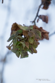 Image Samples-18