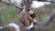 Image Samples-20