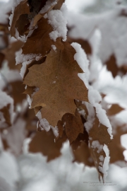 Image Samples-29