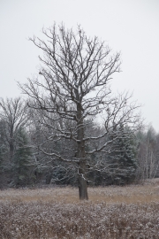 Image Samples-3