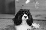Image Samples