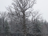 Image Samples-3