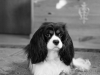Image Samples