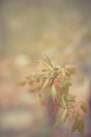 Fresh Leaves