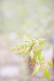 Unprocessed Favorites-23.jpg