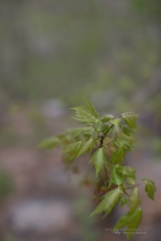 Unprocessed Favorites-24.jpg