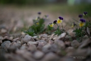 Unprocessed Favorites-30.jpg