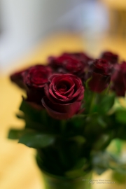 Unprocessed Favorites-33.jpg