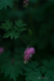 Unprocessed Favorites-34.jpg