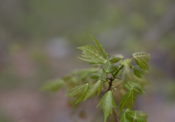 Unprocessed Favorites-24.jpg