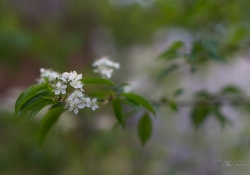Blossoms.jpg