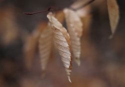 Bokeh.jpg