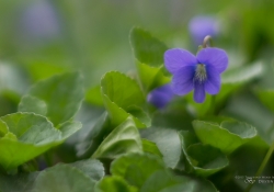 Crop-2.jpg