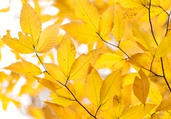 A Burst of Yellow