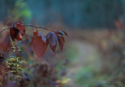 Tamron Outer Focus-5