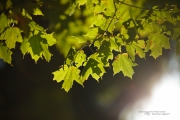 5D4 Nature-3