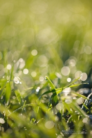 5D4 Nature-5