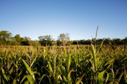 5D4 Nature-7