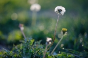 5D4 Nature