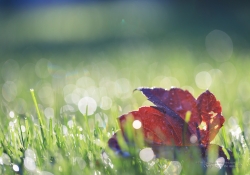 Morning Dew-2
