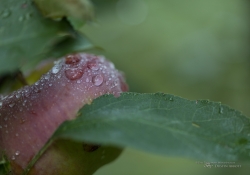 Morning Dew-3