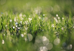 Morning Dew