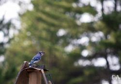 Bokeh-6