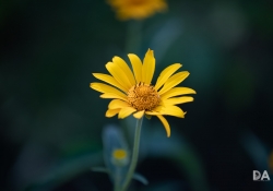 Bokeh Bokeh
