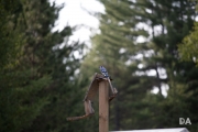Wildlife-3
