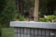 Wildlife-4