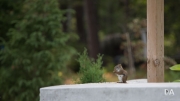 Wildlife-5