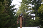 Wildlife