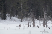 80D and 70-300-15