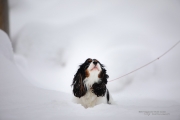 Doggy-3