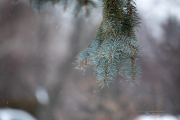 Winter Bokeh-2