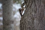 Winter Bokeh