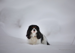 Doggy-2